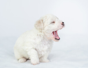 Yawning Bichon Frise puppy sitting on a bed at home
