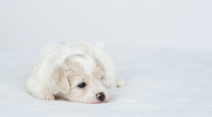 Sleepy Bichon Frise puppy lying on a bed at home