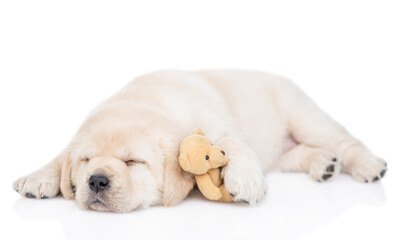 Cute golden retriever puppy dog sleeps with toy bear. isolated on white background