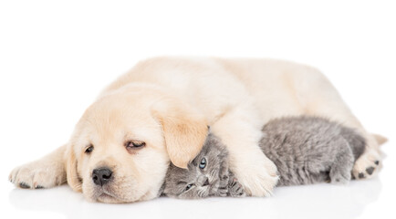 Sleepy Golden retriever puppy tiny kitten. isolated on white background