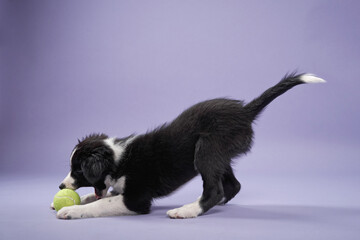funny puppy play on purple background. Border collie dog in studio