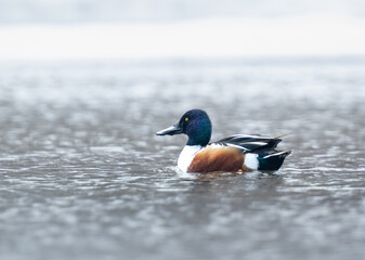 Northern Shoveler