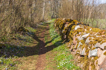 Flowering Wood anemone at a forest path