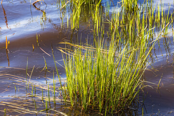 Tuft of grass in the water