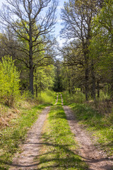 Long straight dirt road in a sunny woodland at springtime