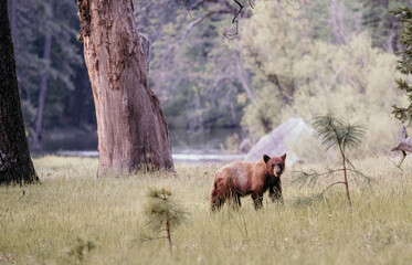 A bear in Yosemite National Park 