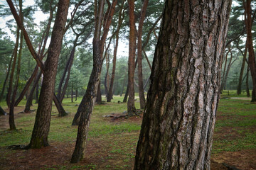 소나무 숲 pine tree