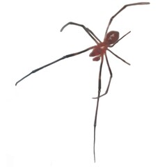 animal illustrations spider