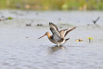 翼を広げるオグロシギ