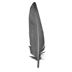 illustration of a chicken feather in PNG format