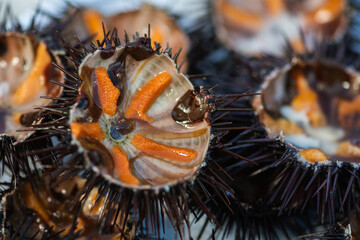 Sea urchins with orange eggs in a plat ready to eat in a fish market, or fishery, sea fruit, sushi