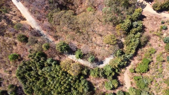 overhead aerial view of a road in the forest