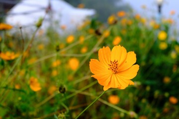 A close up picture of a yellow cosmos flower in the field.