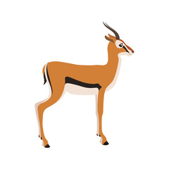Animal illustration. Standing Thomson's gazelle drawn in a flat style. Isolated object on a white background. Vector 10 EPS