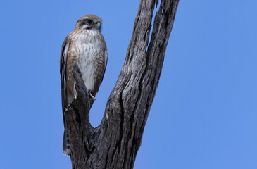 bird of prey