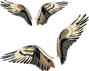 Wings with feathers in two variations.
Vector illustration of osprey bird wings in different variations. 
Bird illustrations in vector.
