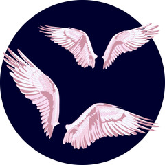 Angel wings with feathers in two variations.
Vector illustration of osprey bird wings in different variations. 
Bird illustrations in vector.
