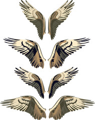 Wings with feathers in fore variations. Vector illustration of osprey bird wings in different variations. Bird illustrations in vector.