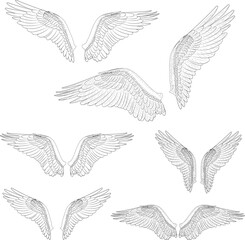 Vector lineart of wings with feathers. Wings with feathers. Line art. Vector illustration of osprey bird wings in different variations. Bird illustrations in vector.