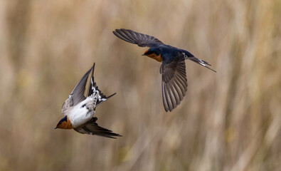 swallows in flight