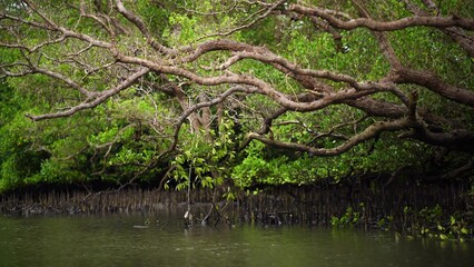 mangroves, beautiful mangrove forest Bird's-eye view, 4k footage
