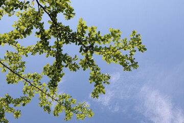 Fototapeta premium leaves against blue sky