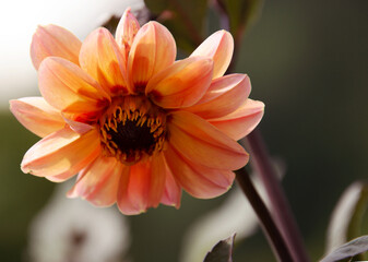 flower of calendula