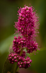 Obraz premium close up of a flower