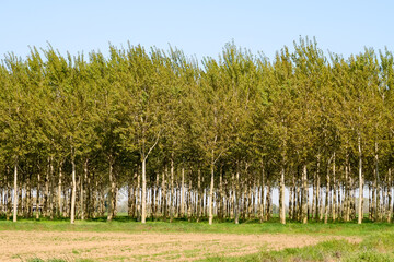 Fototapeta na wymiar Po Valley Panorama Landscape Fields Agriculture Sky Horizon Color Blue Trees Earth Terrain Italy Italian
