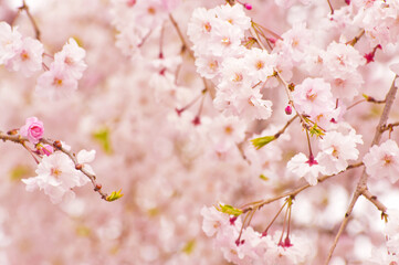満開の八重の枝垂れ桜