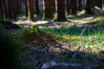 abstract moss sculpture in the nature