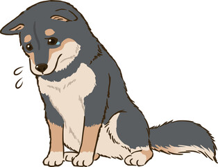 おすわりして悲しむ柴犬（黒柴）