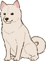 お座りする柴犬（白）