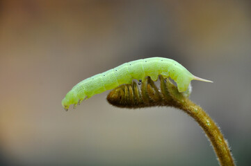 Caterpillar
