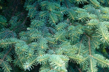 green fir in the park