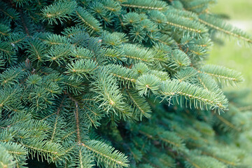 green fir in the park