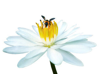 Isolated A bee sucking nectar from white Lotus with yellow pollen, transparent background, element,...