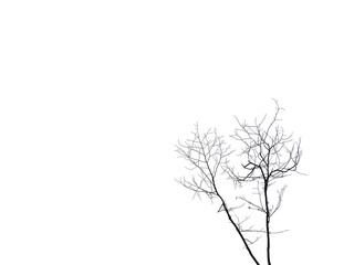 Isolated Silhouette dry twigs of tree with transparent white tone leaves blowing, transparent background, cutout, wallpaper