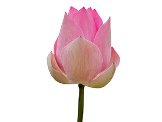 Isolated, cutout of big button of single, pink lotus, water lily, pastel sweet color, transparent background, meditation, peaceful, element, lotus flower object