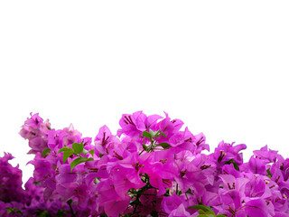 Pink, magenta, Bougainvilleas Bouquet flowers blooming, isolated, transparent background, cutout
