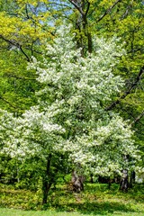 Blooming apple tree in the botanical garden