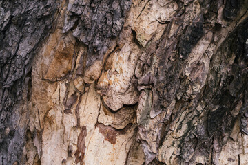 Close up macro shot of the tree trunk tree bark