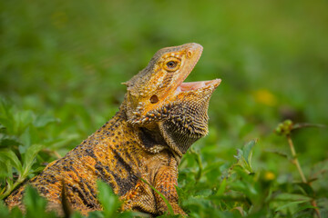 yawning iguana