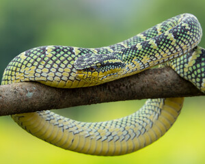 snake coiled in a tree branch