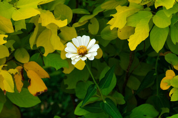 yellow flowers in the garden