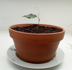 young plant in a pot
