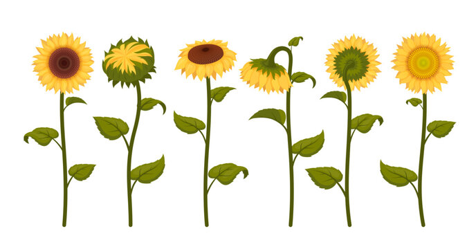 Sunflowers with yellow petals stem and leaves set isometric vector illustration