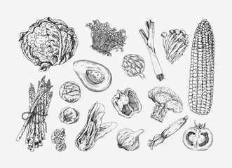 Set of vegetables vector drawing. Hand drawn on a white background. Avocado, cabbage, onion, asparagus, corn, tomato, garlic, paprika and others. Great for labels, posters, prints.