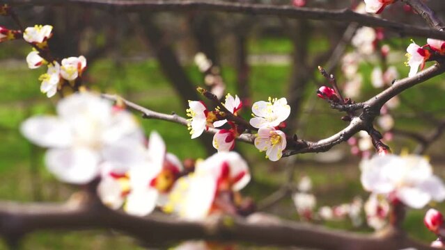 Flowers on a branch, apricot buds in spring