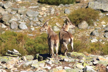 Spanish Ibex in Gredos